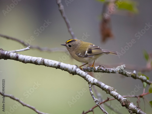 Goldcrest, Regulus regulus
