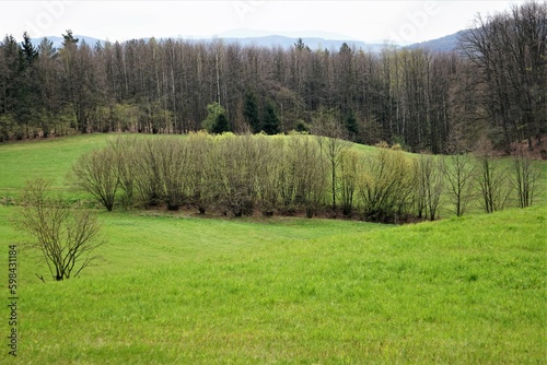Fototapeta Naklejka Na Ścianę i Meble -  Piękna panorama na łąkę, las i góry. W tle widać czeskie Jeseníky.