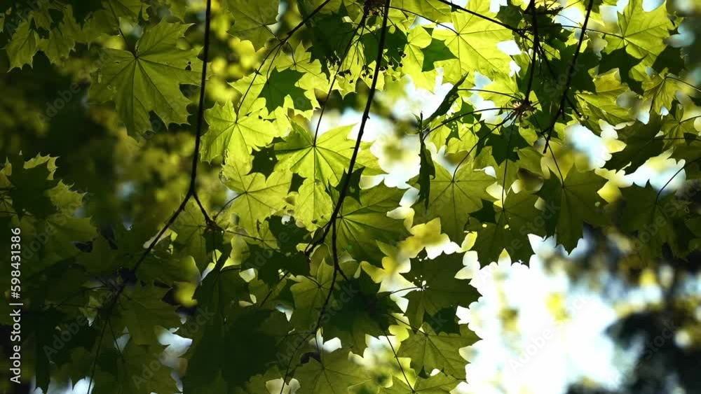 green leaves and bokeh closeup of green leaves green leaves and bokeh closeup of green leaves