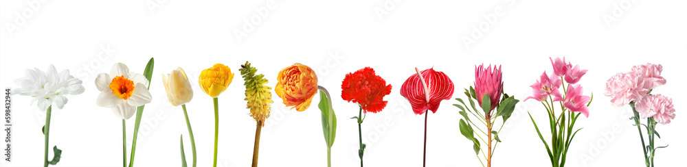Obraz premium Set of many different flowers on white background