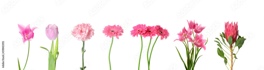 Set of many beautiful flowers on white background Set of many beautiful flowers on white background
