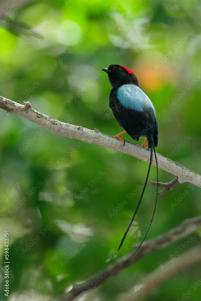  Long-tailed-Manakin