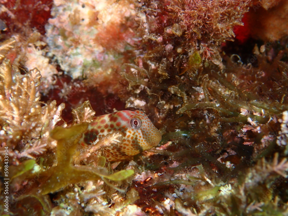 Microlipophrys canevae, blénido de Caneva. Microlipophrys canevae, blénido de Caneva.