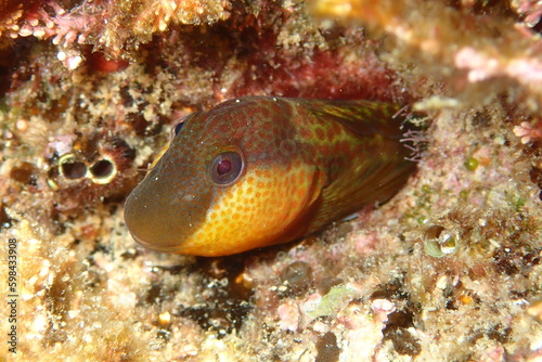 Microlipophrys canevae, blénido de Caneva.