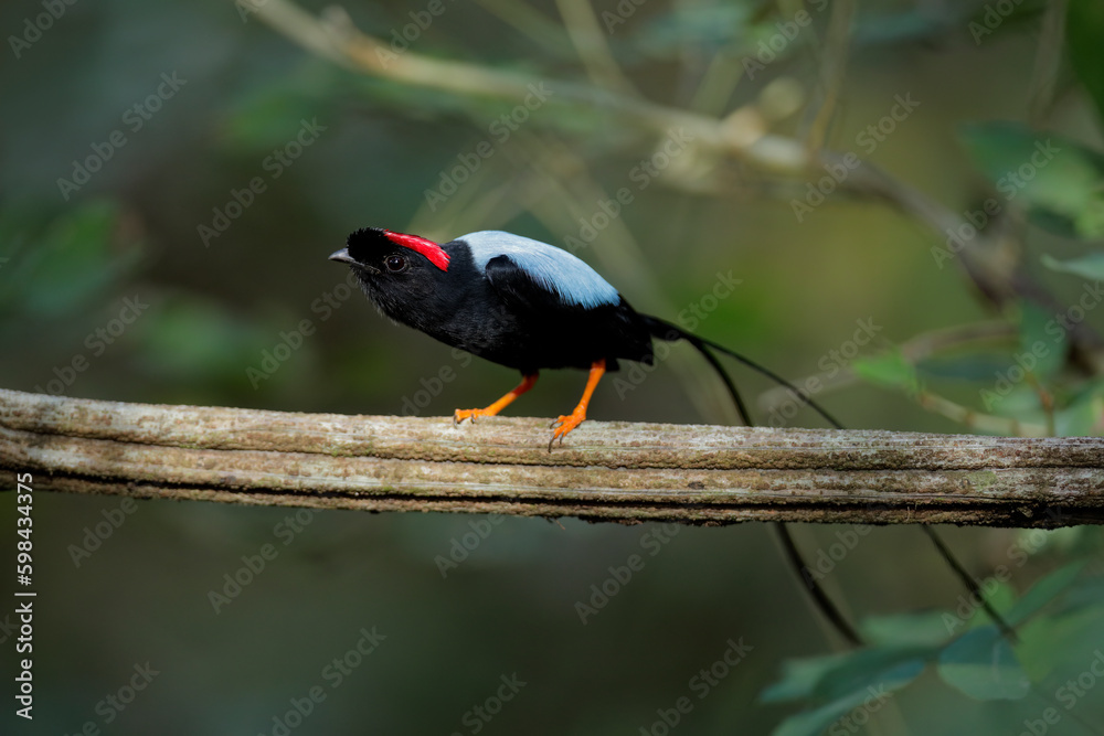 Foto Long-tailed Manakin
