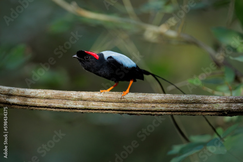 Long-tailed Manakin