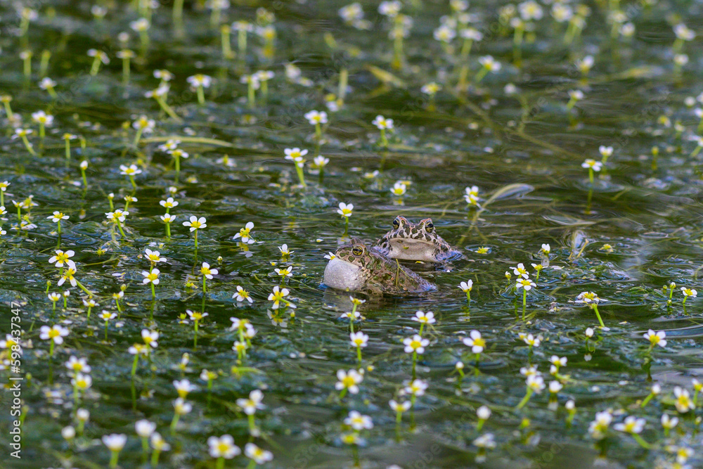 Beautiful european green toad Bufotes viridis Beautiful european green toad Bufotes viridis
