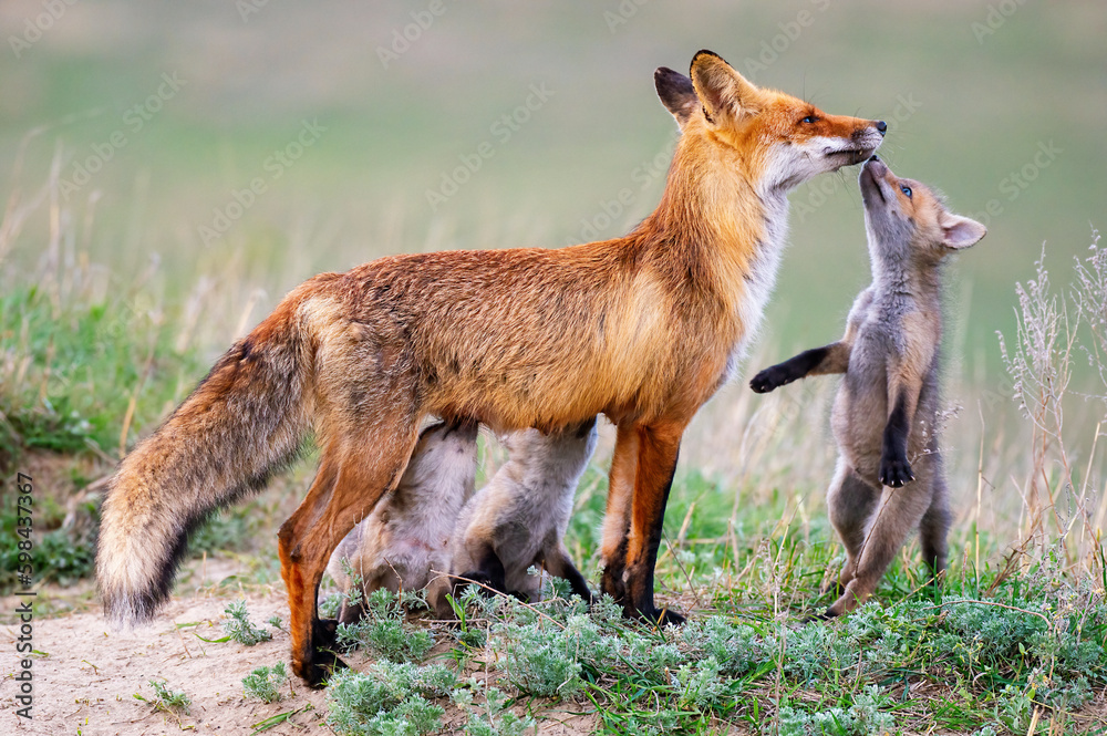 Obraz premium Red fox Vulpes vulpes in the wild