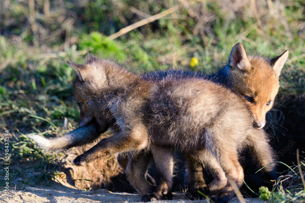 Red Fox Young Pups are playing in the grass near the burrow. Vulpes vulpes Red Fox Young Pups are playing in the grass near the burrow. Vulpes vulpes