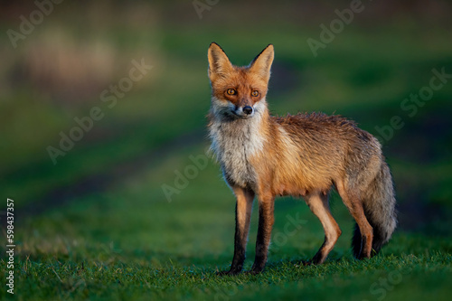 Portrait red fox Vulpes vulpes on a beautiful background © Tatiana