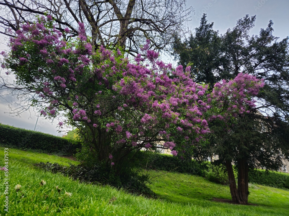 Fototapeta premium blooming tree