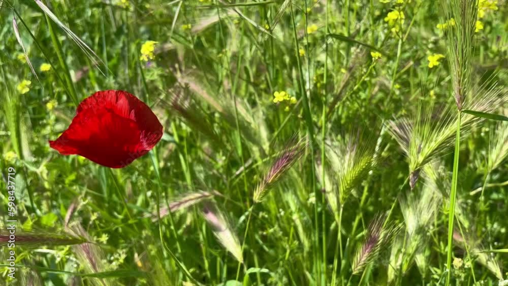 red poppy on a windy meadow - stock video red poppy on a windy meadow - stock video