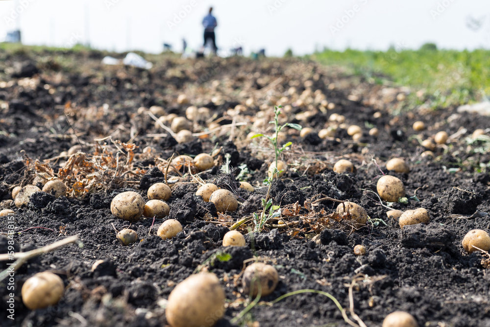 Harvesting potatoes on field, farm workers picking and transporting to the warehouse.Organic potato harvest in the fields. Harvesting potatoes on field, farm workers picking and transporting to the warehouse.Organic potato harvest in the fields.