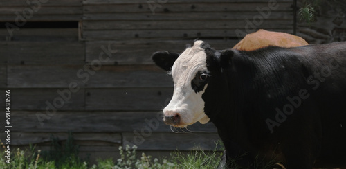 Billede på lærred Black baldy beef cow with barn wood background and copy space for agriculture