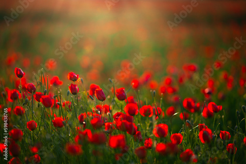 Field of poppies © Abdullah Bersaev