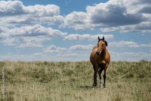 Horse in the field © Abdullah Bersaev
