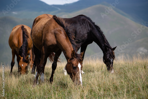 Horses on a field in the mountains © Abdullah Bersaev