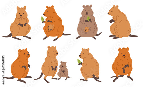 Set of cute quokka animals in different poses flat style