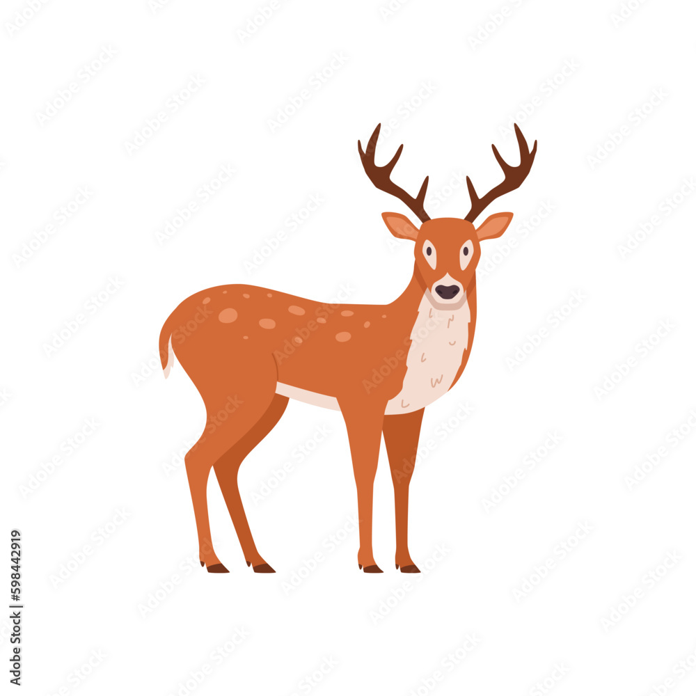 Forest deer or reindeer wild animal flat vector illustration isolated on white.
