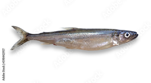 European smelt (Osmerus eperlanus). Isolated fish on transparent background. Exotic Baltic fish, smelling of fresh cucumber photo
