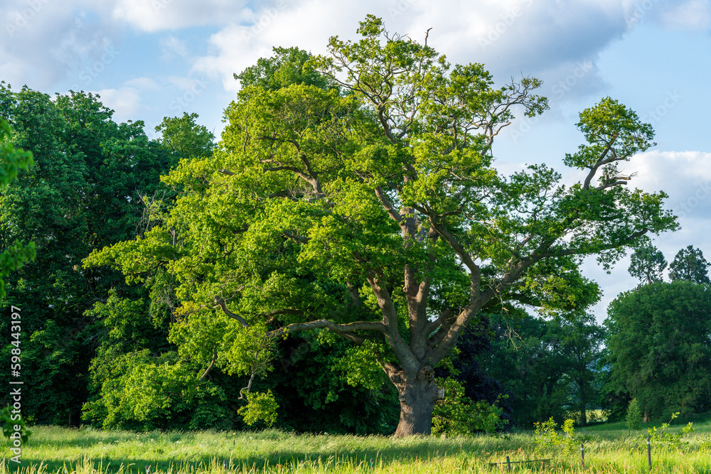 Fototapeta premium Ancient English oak tree