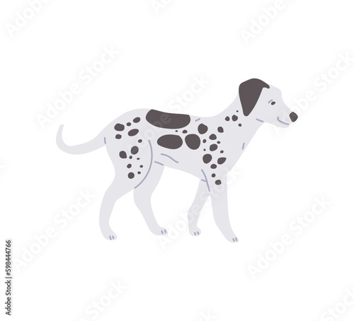 Cute dalmatian dog walking  cartoon flat vector illustration isolated on white background.