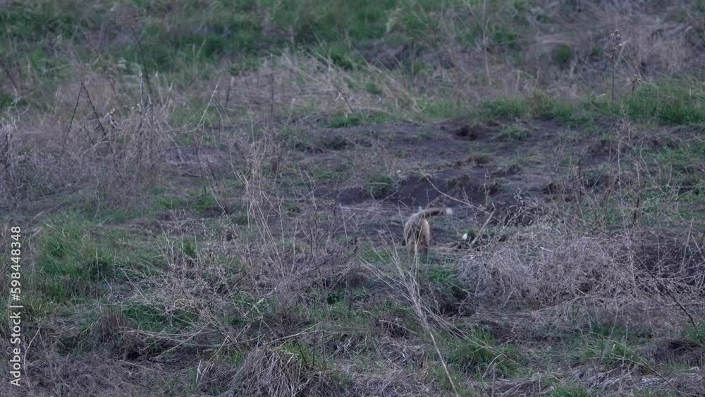 Red Fox pups running around through a field outside of their den as they play. Red Fox pups running around through a field outside of their den as they play.