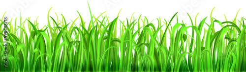 Green grass with seamless horizontal repetition