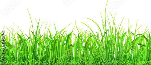 Green grass and spikelets with seamless horizontal repetition