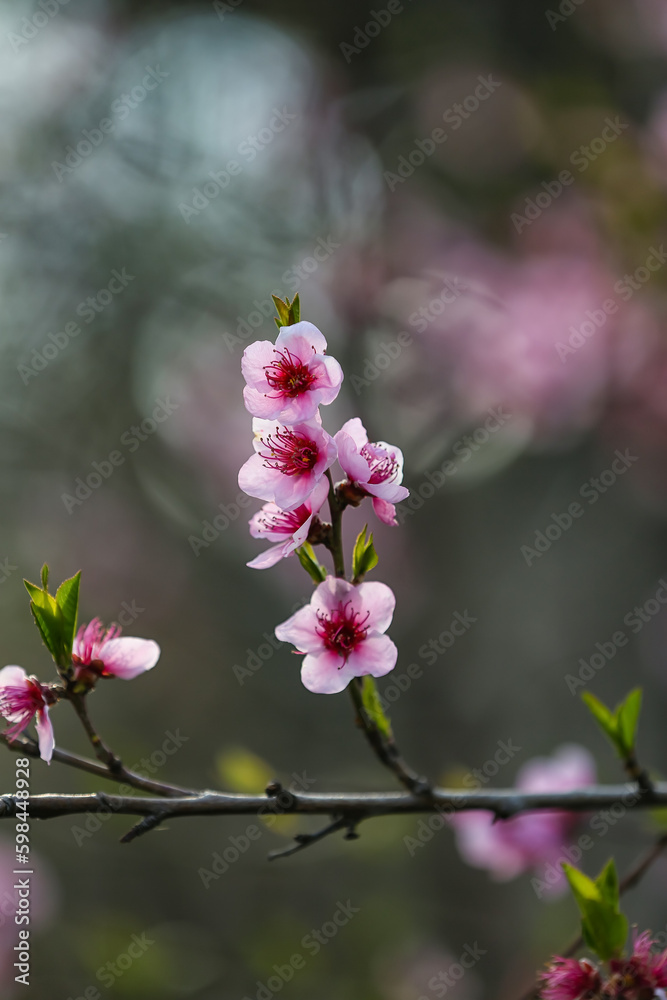 Obraz premium Blooming Sakura branches on spring day, closeup