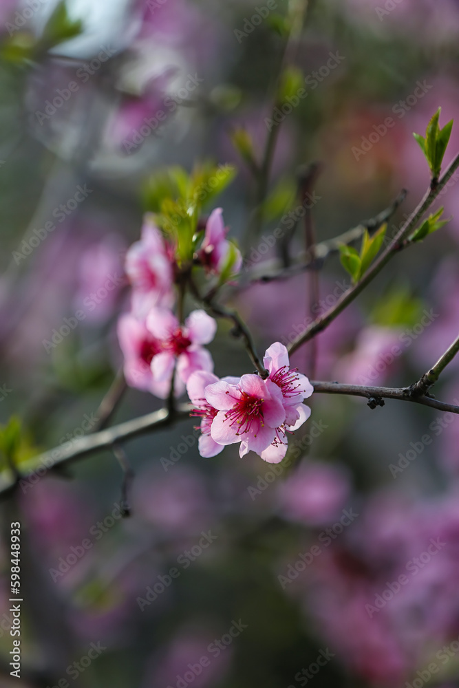 Blooming Sakura branch on spring day, closeup Blooming Sakura branch on spring day, closeup