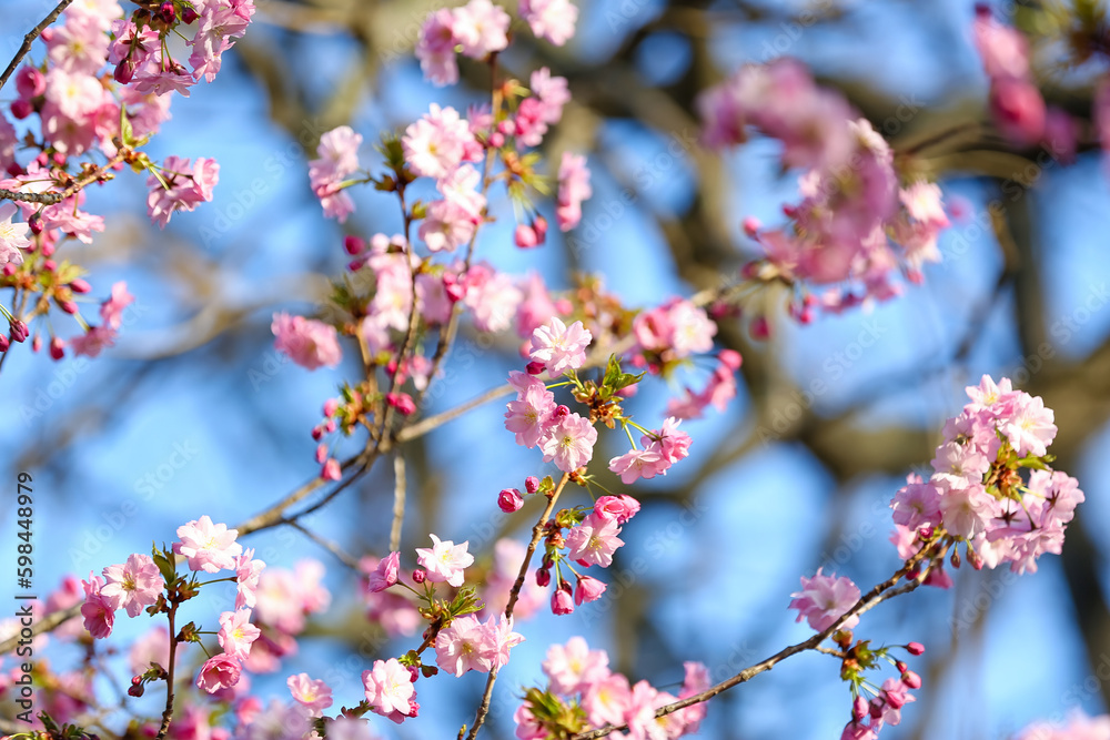 Blooming Sakura branches on spring day, closeup Blooming Sakura branches on spring day, closeup