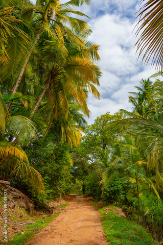 tropical jungle nature path for walking. tropical jungle nature vegetation. green forest