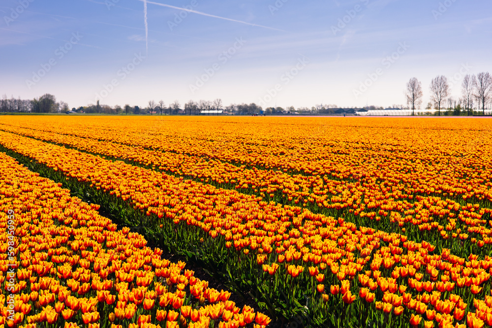 Tulip Field In The Netherlands. Rural Spring Landscape With Flowers.