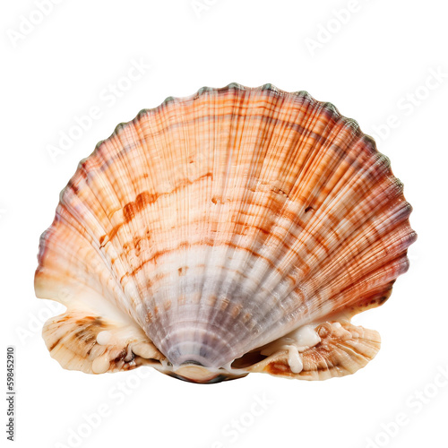 Isolated Scallop Shell on transparent background, cutout , Generative AI 
