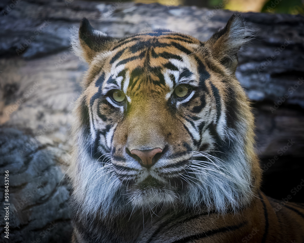 portrait of a tiger portrait of a tiger