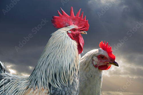 White hen and white rooster. Chicken, poultry. Farm animals. Fowl outdoors. Free range chickens. Chicken breeds