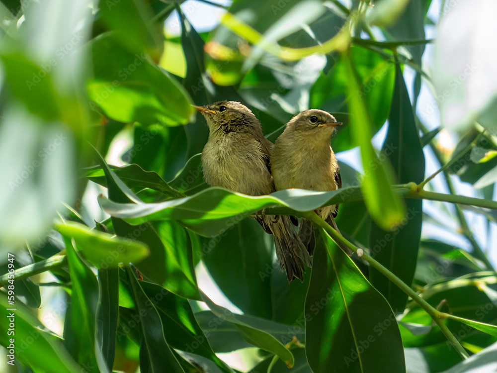 Fototapeta premium Dos Pichones de Canarios en primavera