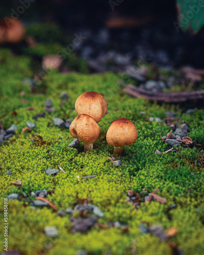 mushroom in the forest