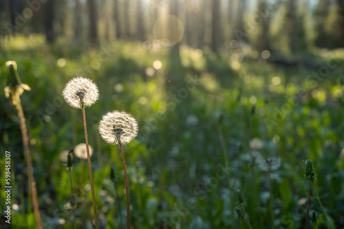 Dandelions Dot the Forest Floor In Morning LIght