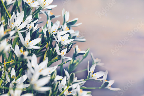 Small white flowers in spring over blurred purple background with copy space