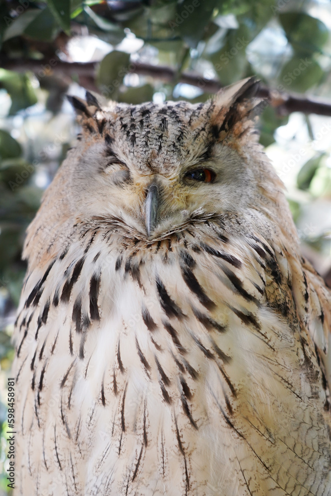 Close-up of a Western Siberian Eagle Owl sitting on the branch Close-up of a Western Siberian Eagle Owl sitting on the branch