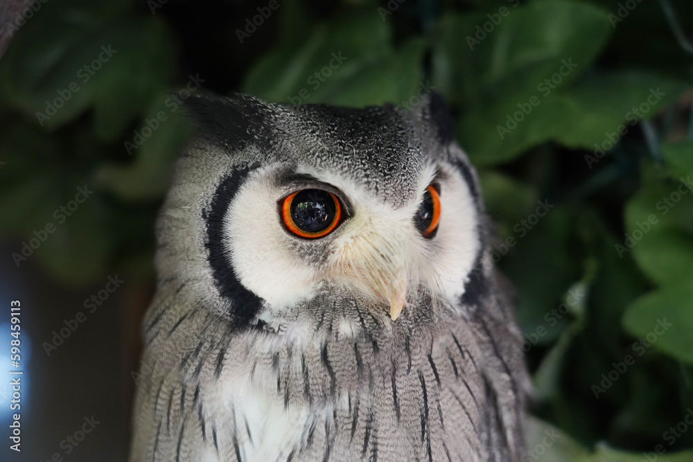 Fototapeta premium Close-up of a White Faced Owl sitting on the branch