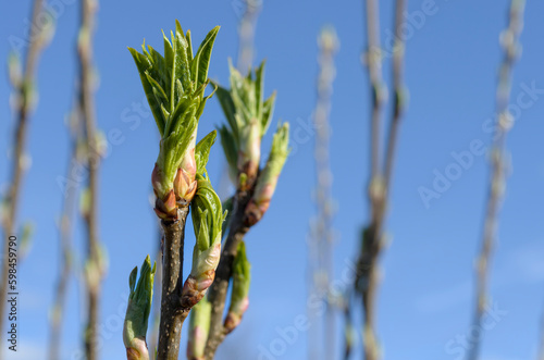 Spring tree leaf buds opening.