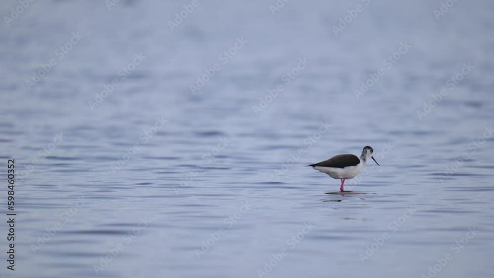 Black Winged Stilt in Shallow Water in Austria at Lake Neusiedlersee Black Winged Stilt in Shallow Water in Austria at Lake Neusiedlersee