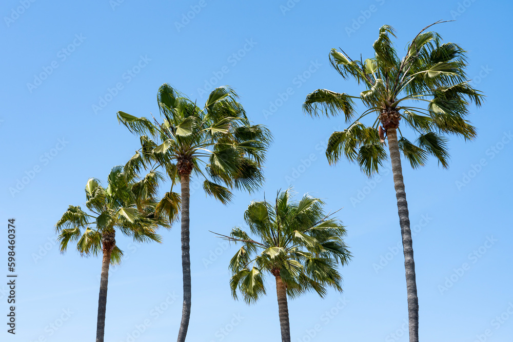 Fototapeta premium Palm Trees