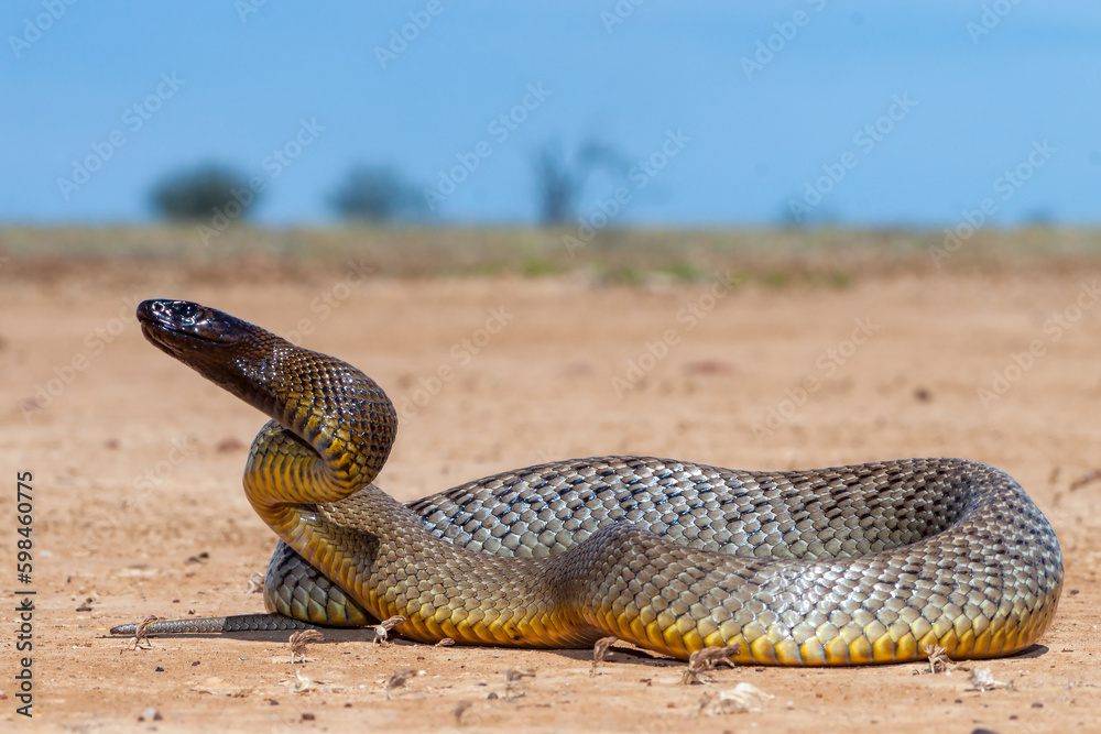 Fototapeta premium Australian Highly venomous Inland Taipan