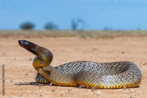 Australian Highly venomous Inland Taipan photo