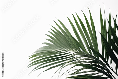 Green plant in the corner on white plain wall minimalist background AI Generated