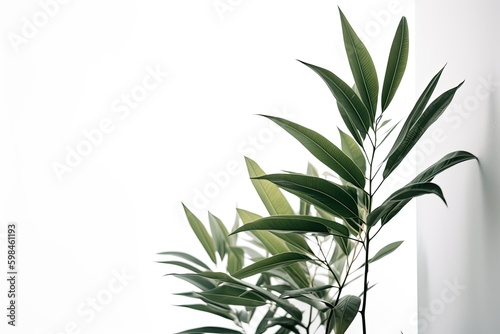 Green plant in the corner on white plain wall minimalist background AI Generated